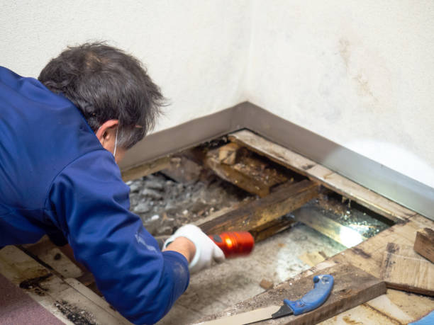 Best Professional Mold Removal  in Cocoa West, FL