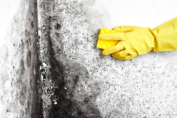 Best Attic Mold Removal  in Cocoa West, FL