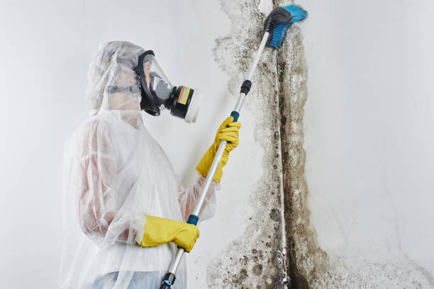 Trusted Cocoa West, FL Mold Removal Experts