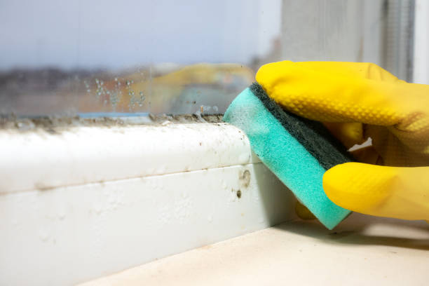 Best Fast Mold Removal  in Cocoa West, FL
